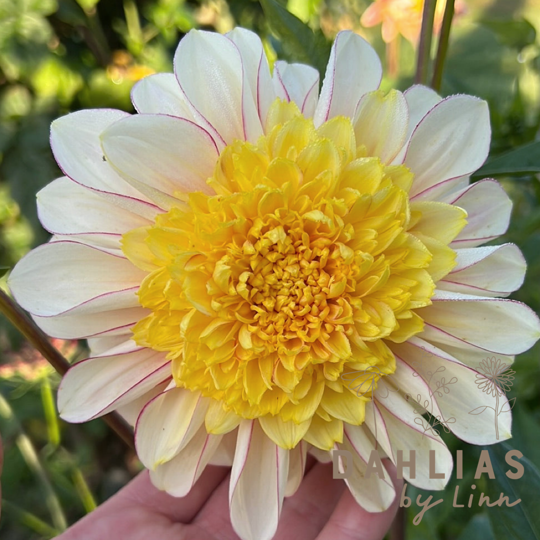 Dahlia Polka