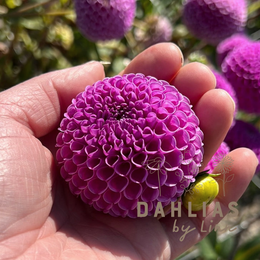 Dahlia Franz Kafka