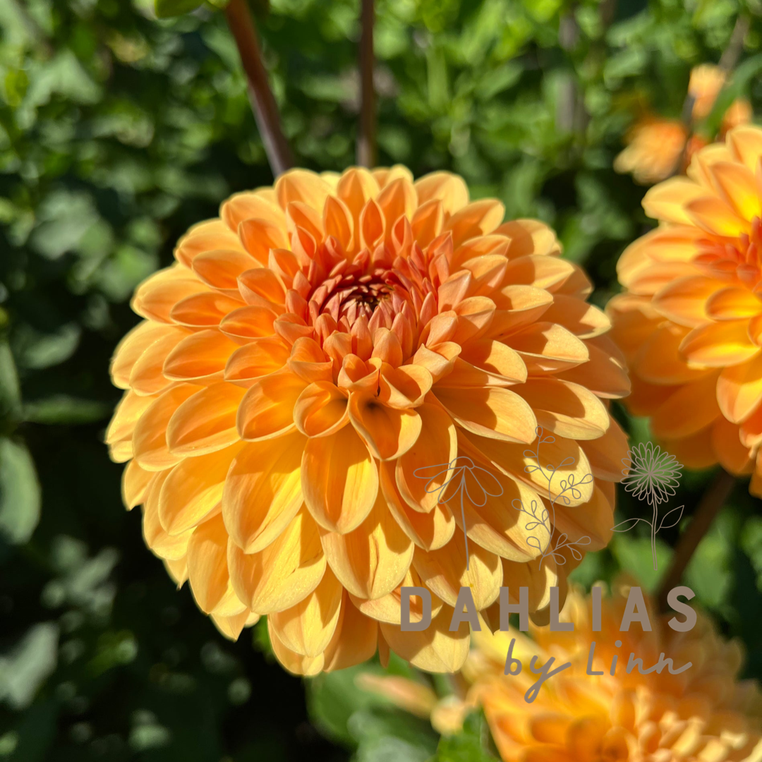 Dahlia Amber Crystal