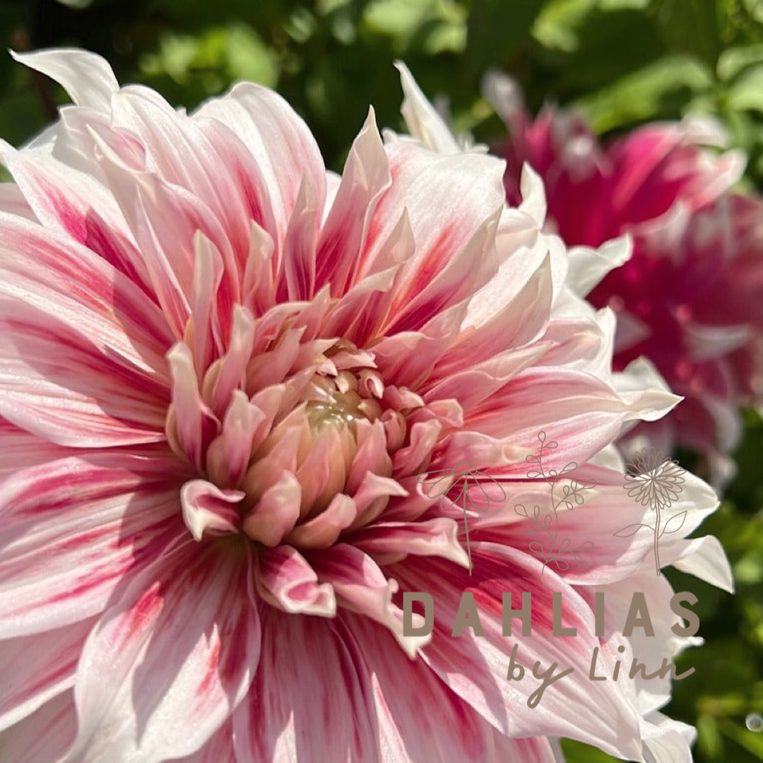Dahlia Frost Nip