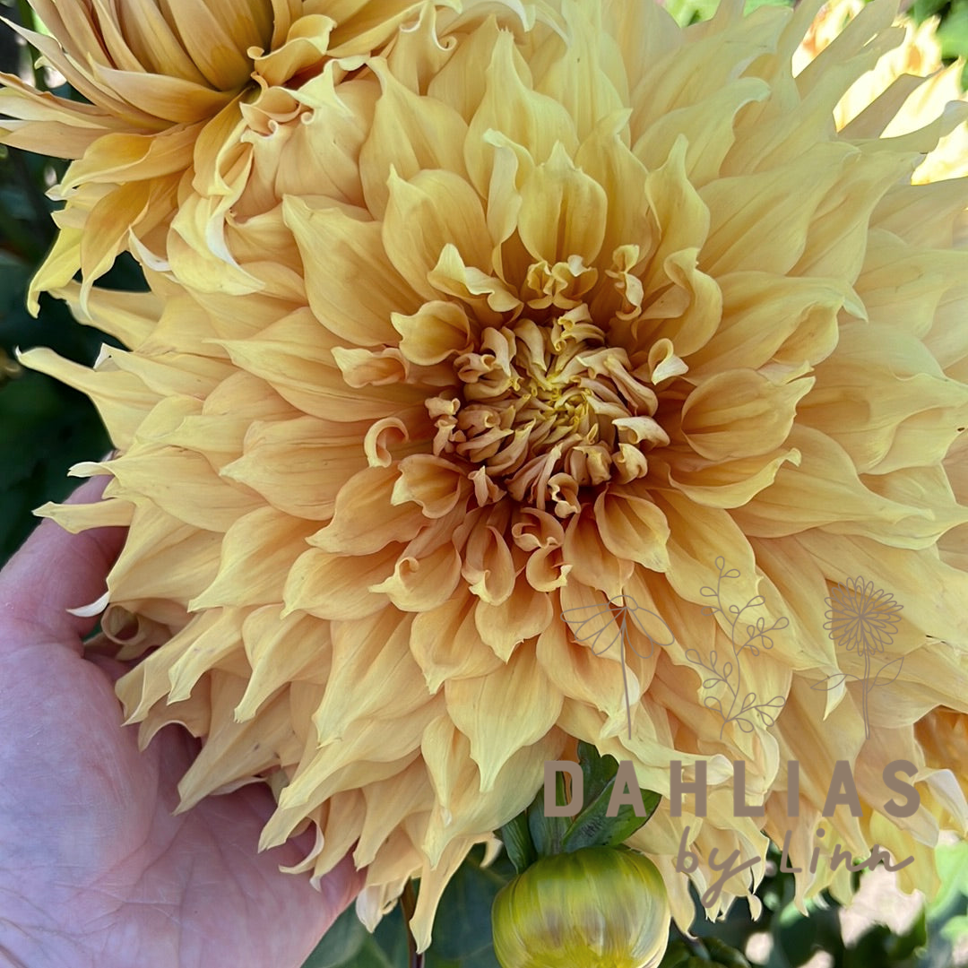 Dahlia Hamari Gold