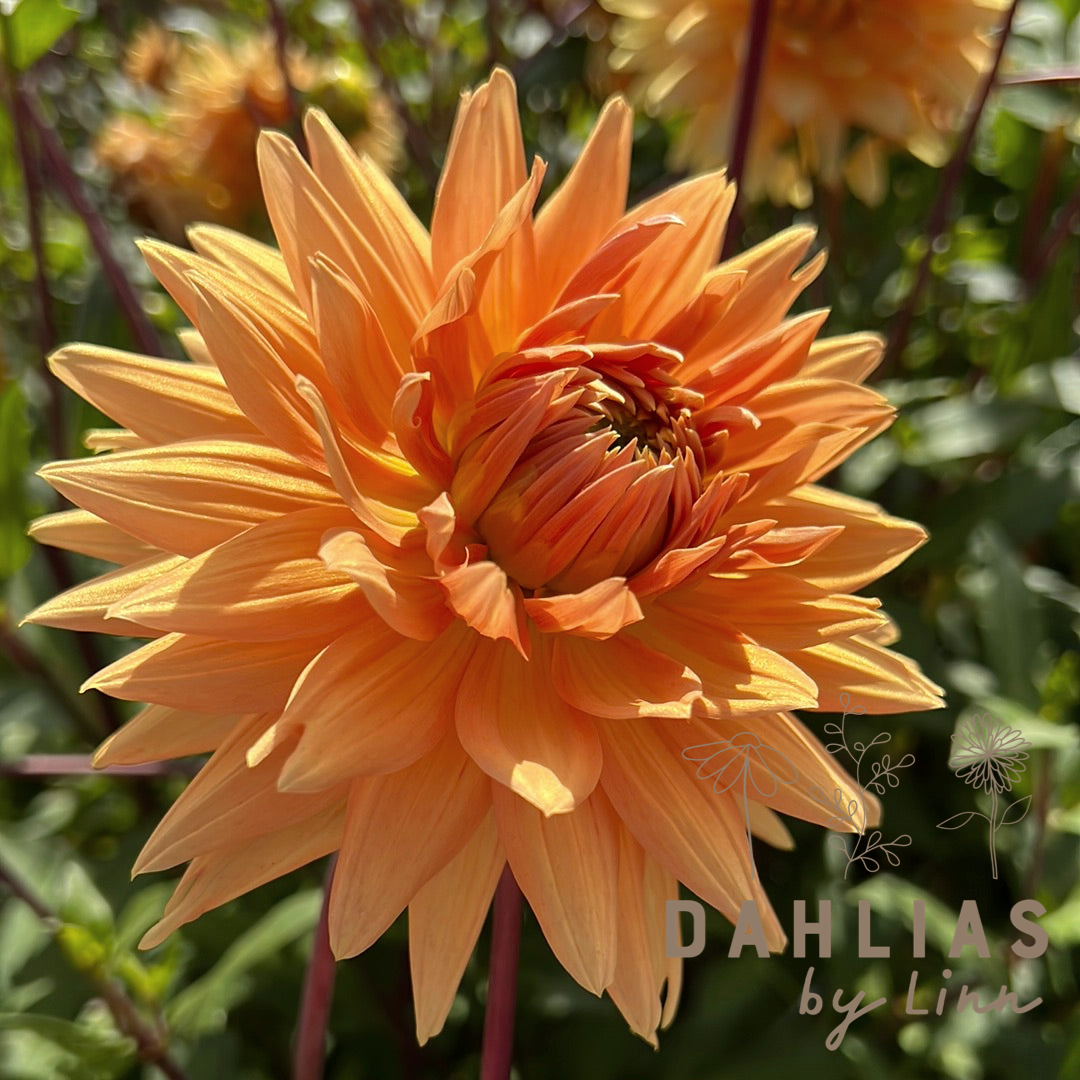 Dahlia Noordwijks Glorie