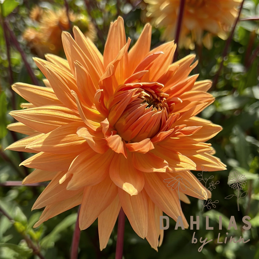 Dahlia Noordwijks Glorie