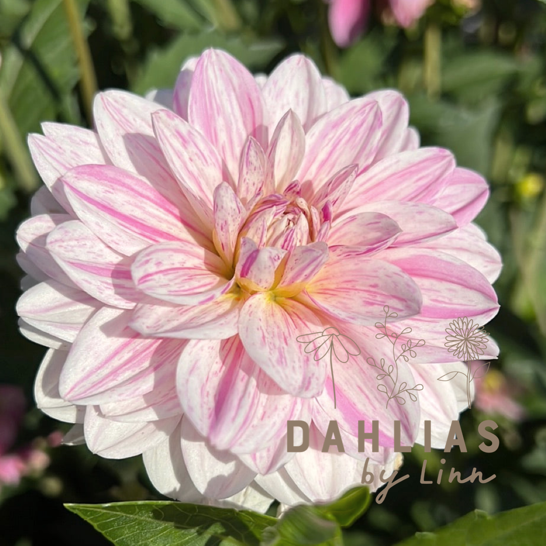 Dahlia Bonesta