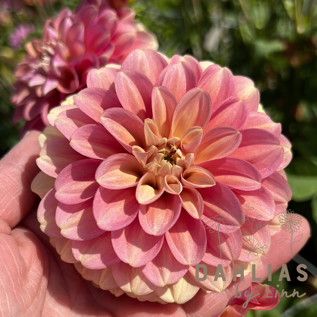 Dahlia Milena Fleur Åter 2026!