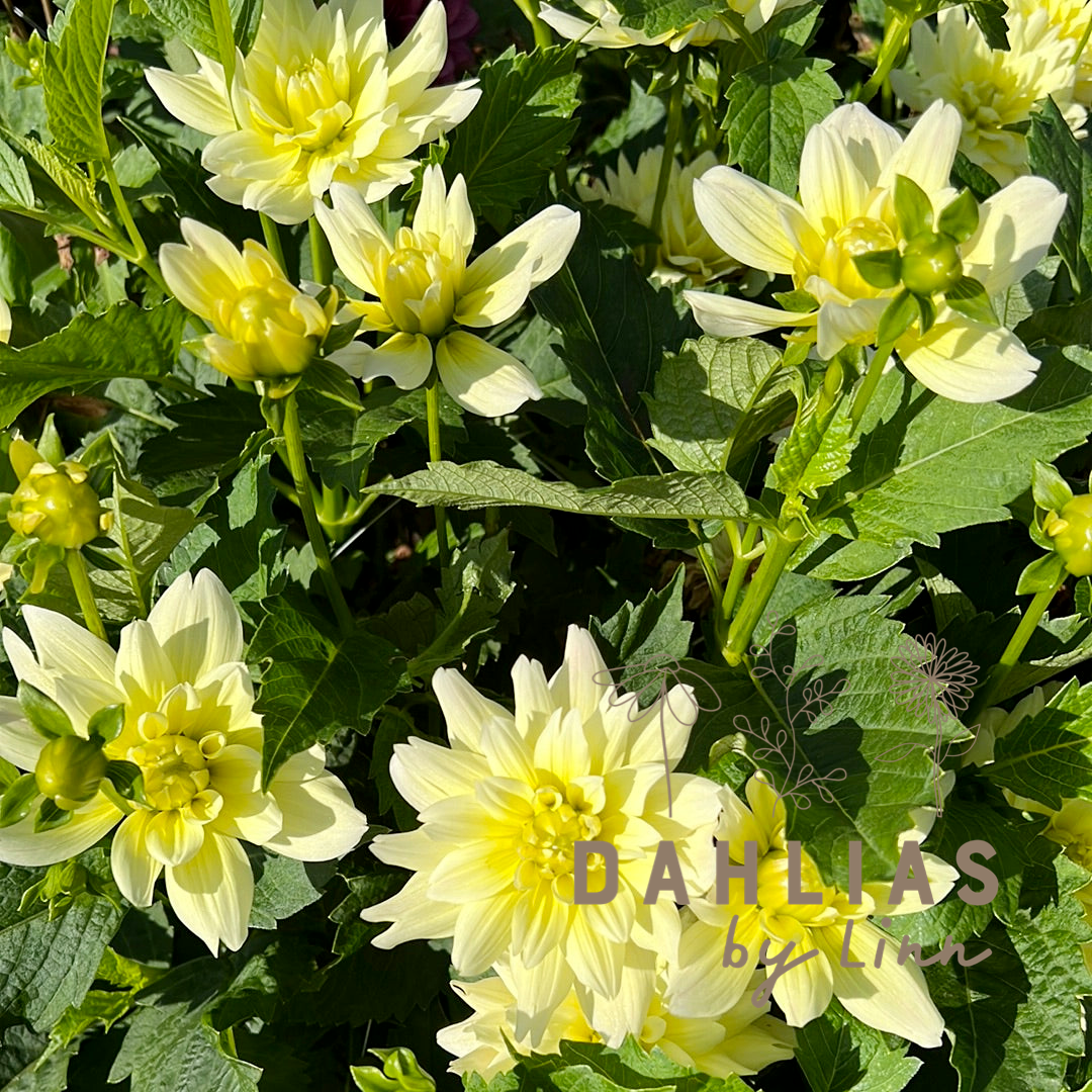 Dahlia Berliner Lemon