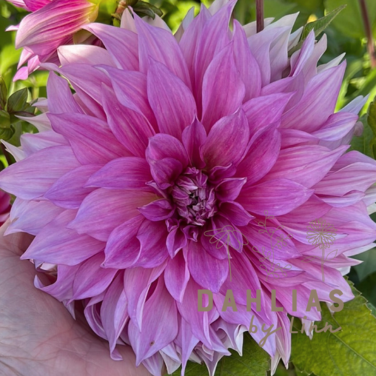 Dahlia Café au lait Rosé