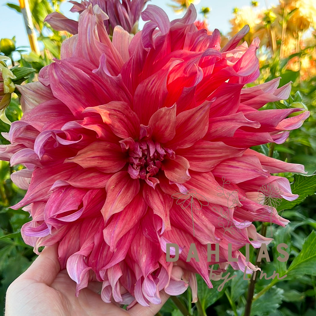 Dahlia Belle of Barmera