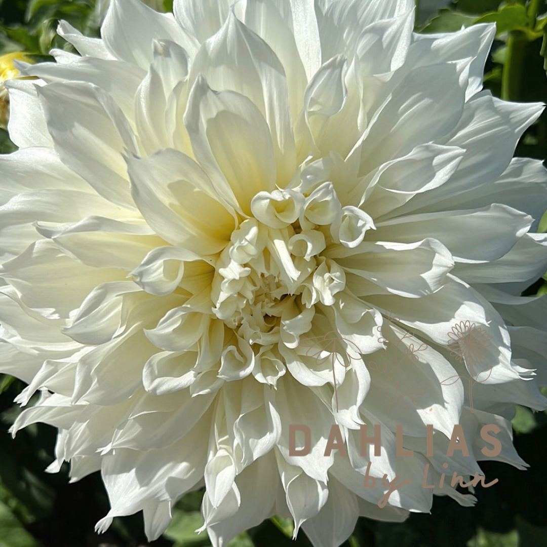 Dahlia Fleurel