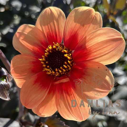 Dahlia HS Date ®
