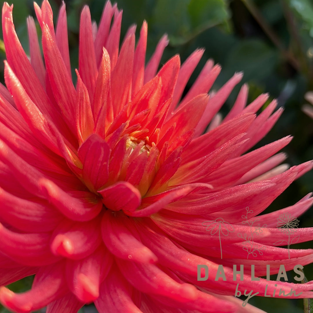 Dahlia Ludwig Helfert