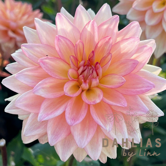 Dahlia Melody Dora