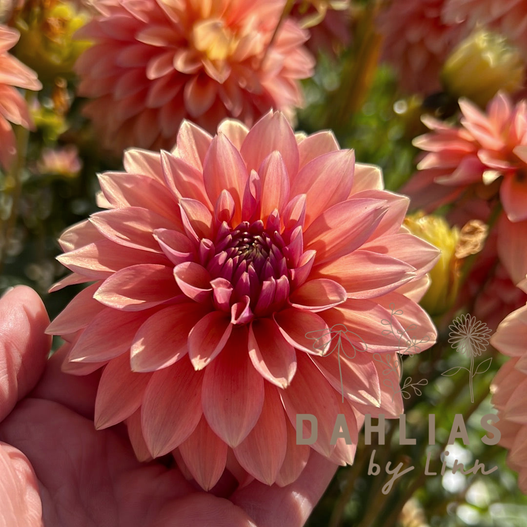 Dahlia Kick Off