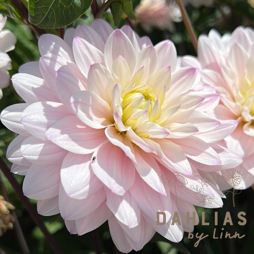 Dahlia Silver years
