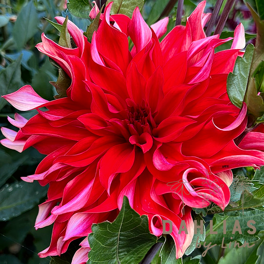 Dahlia Red Labyrinth