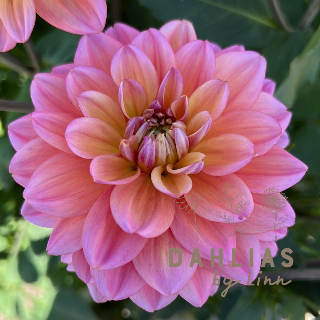Dahlia Great Silence