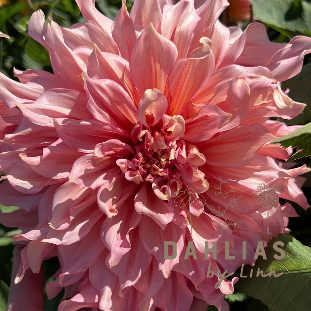 Dahlia Islander
