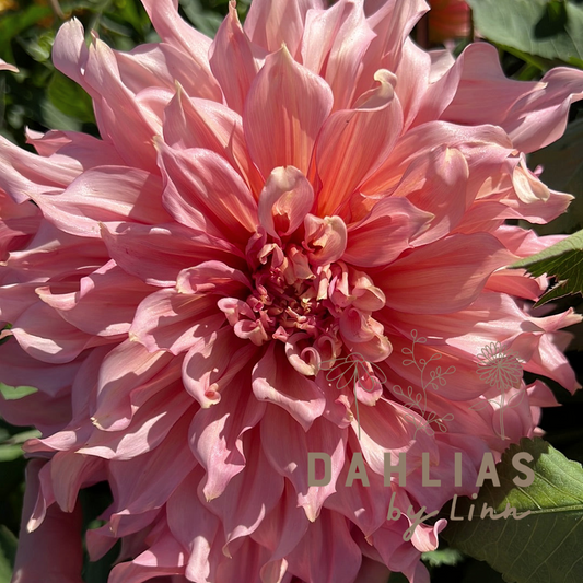 Dahlia Islander