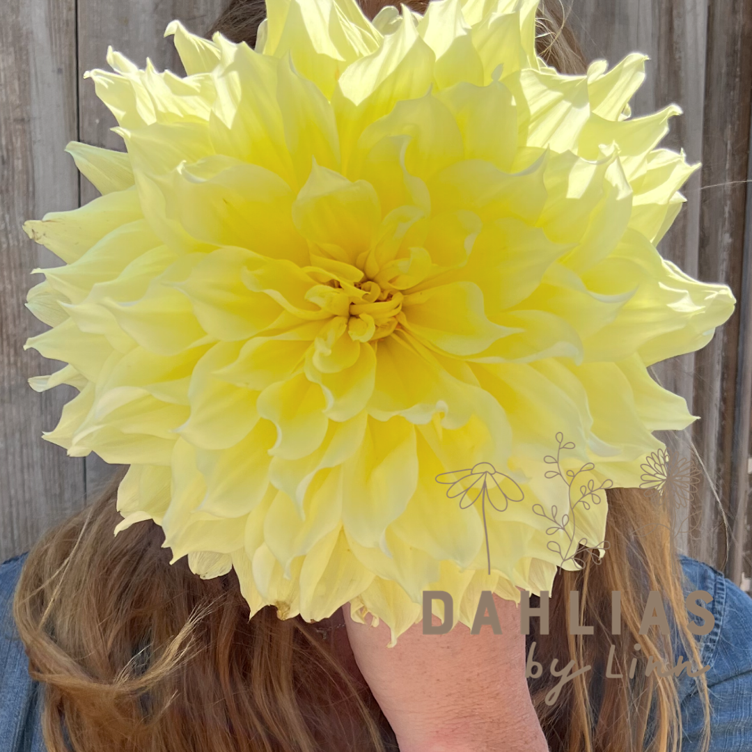 Dahlia Kelvin Floodlight