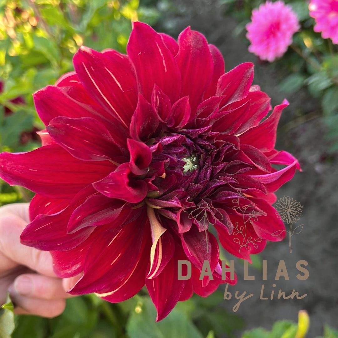 Dahlia Bohemian Spartacus