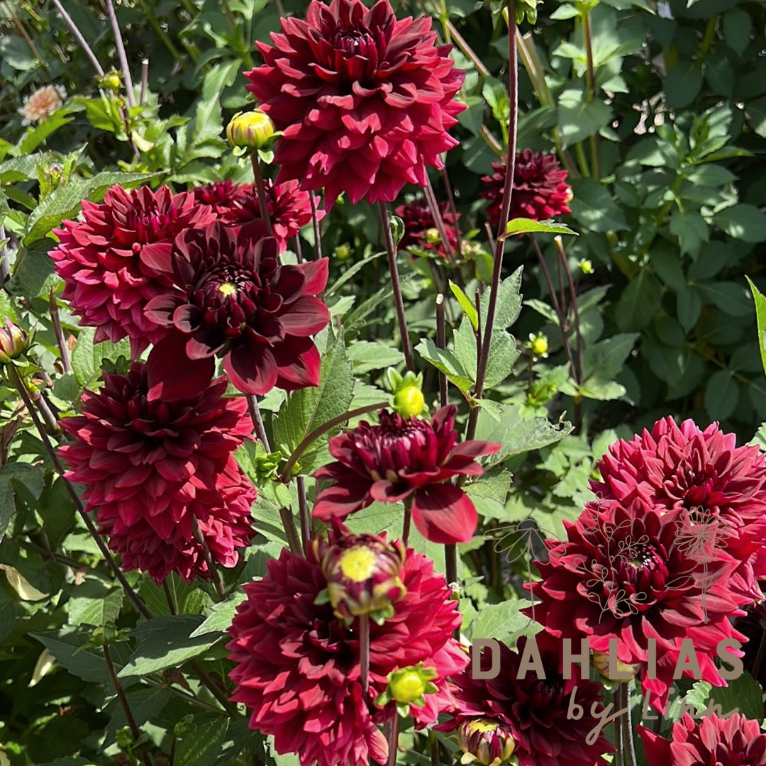 Dahlia Painted Black