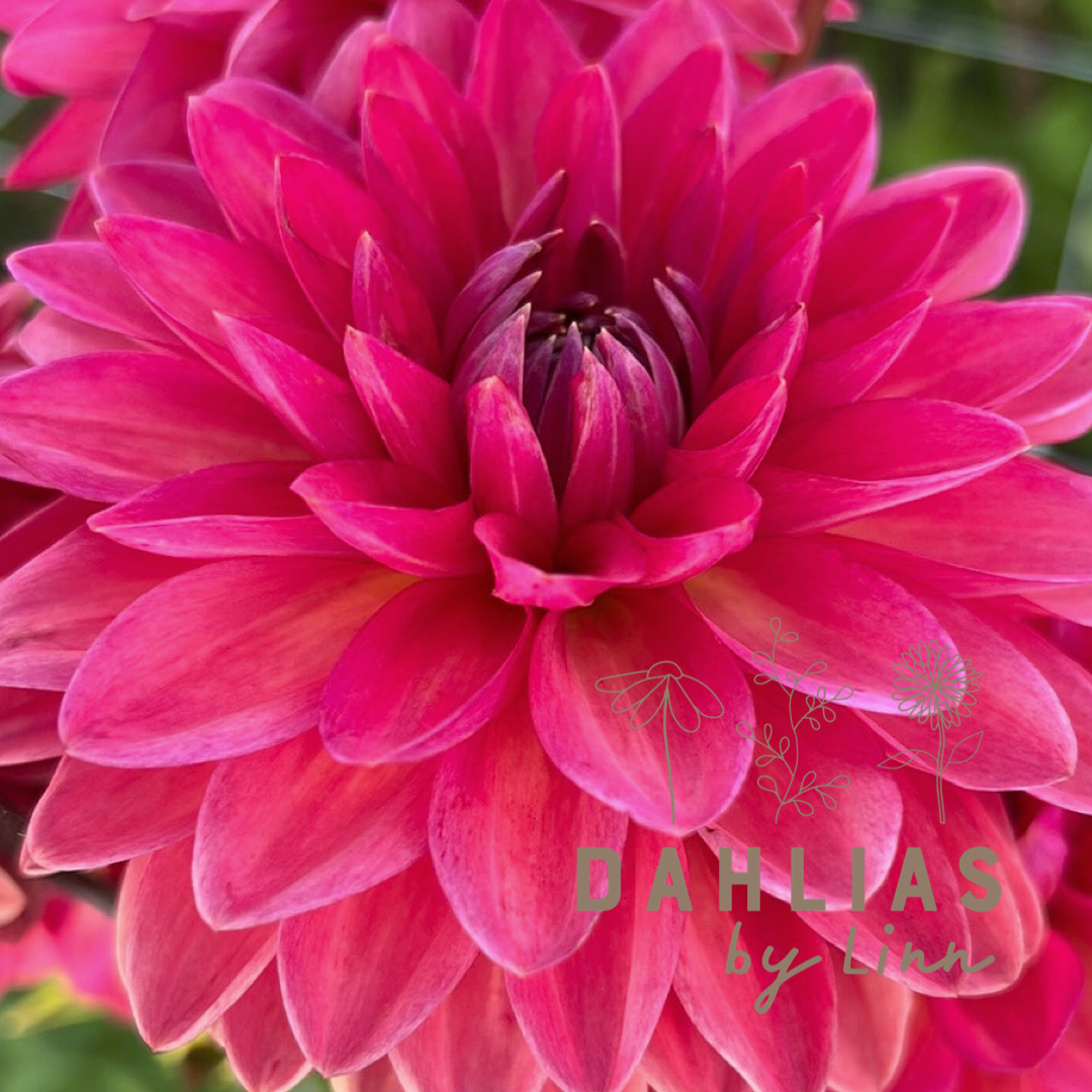 Dahlia Ellen Nauta