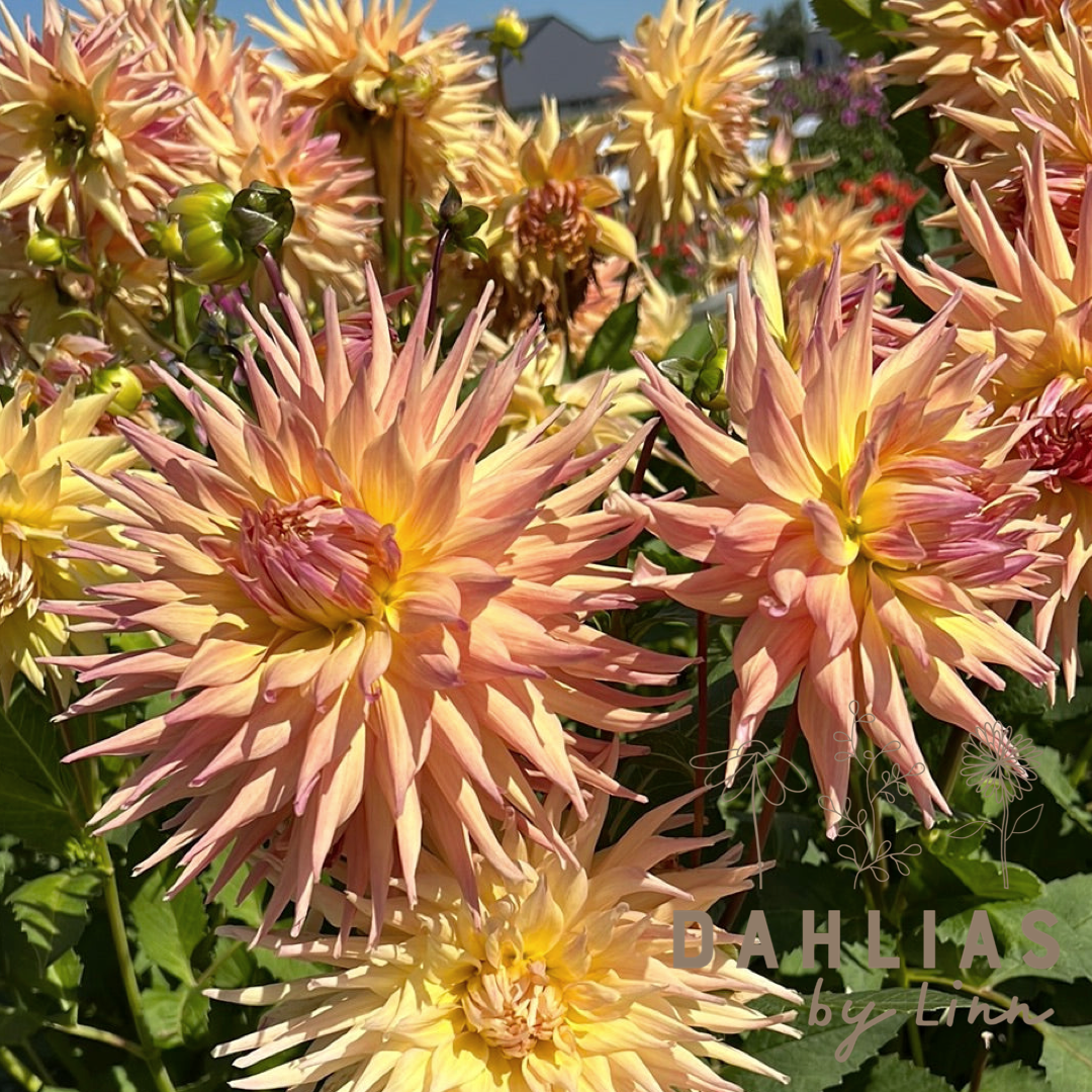 Dahlia Penhill Autumn Shade