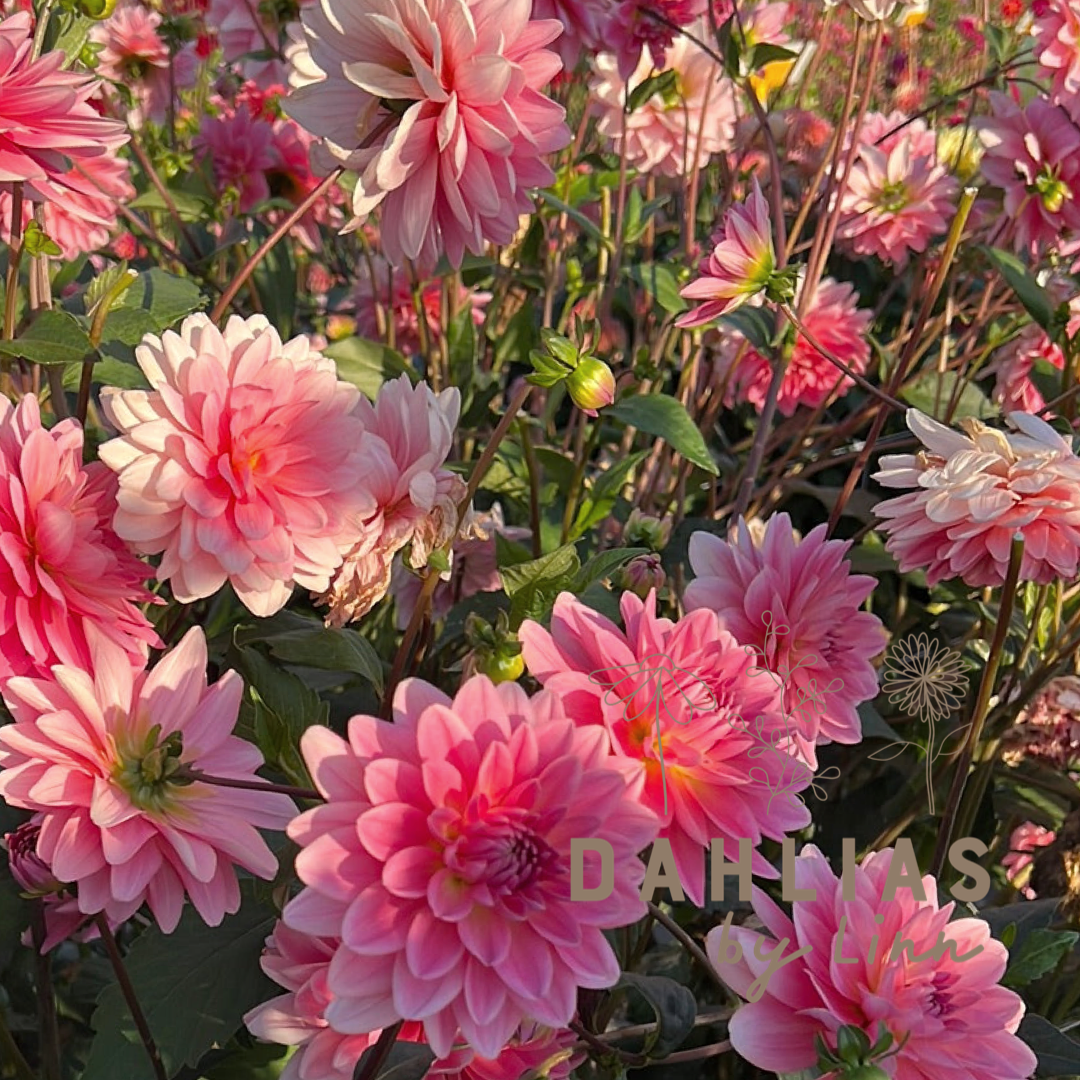 Dahlia Gerrie Hoek