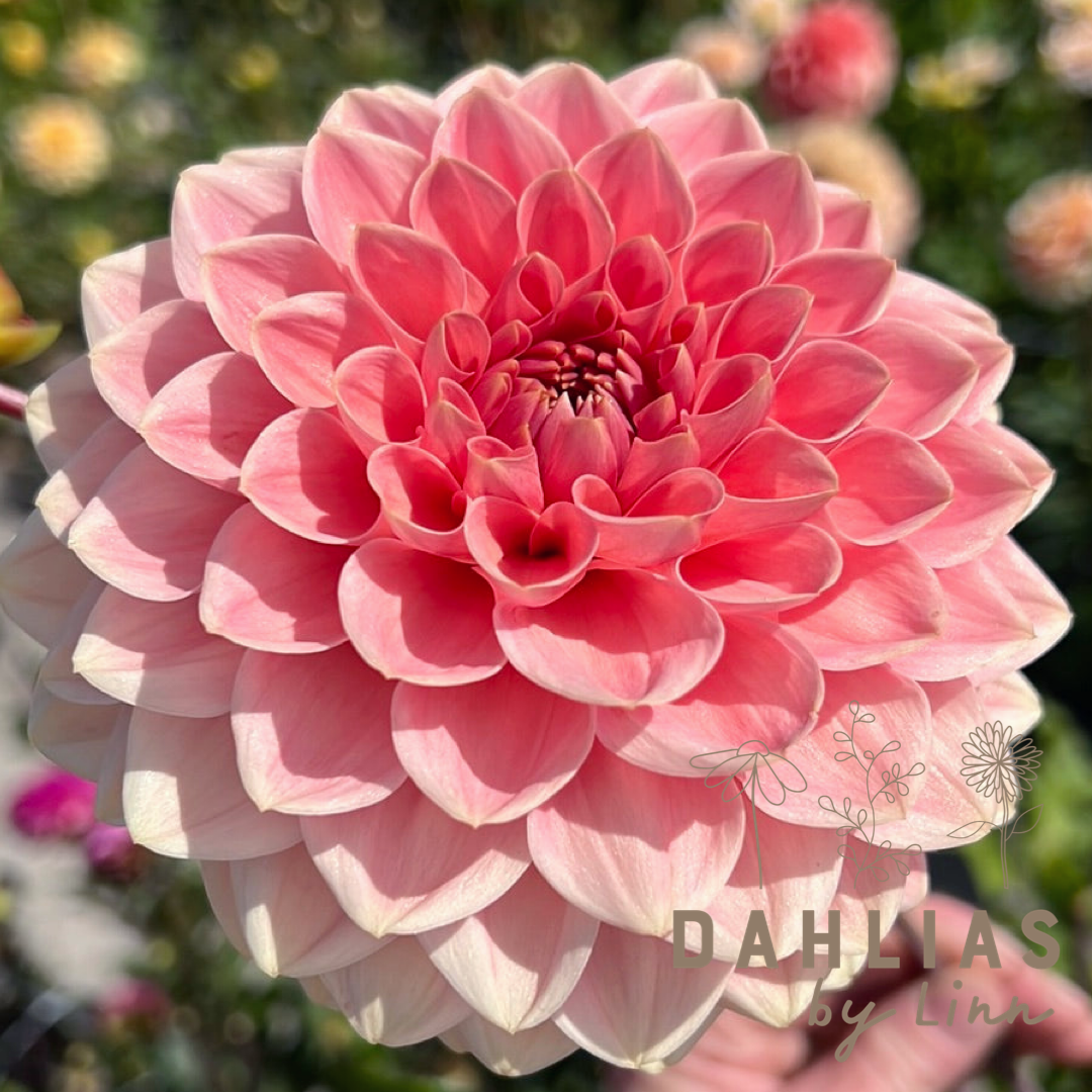 Dahlia Romance max 5st /kund