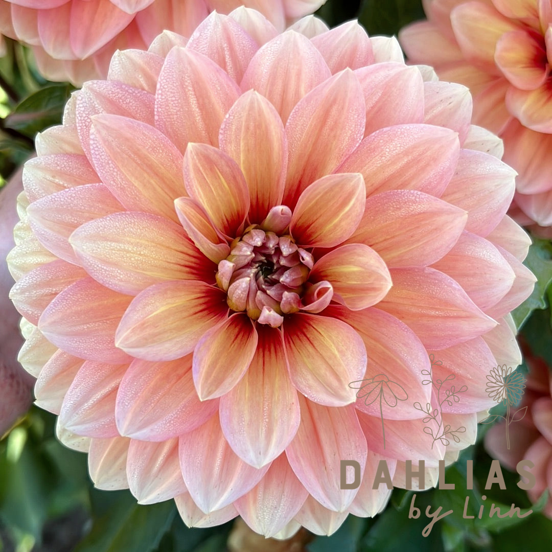 Dahlia Nicholas Svenskodlad