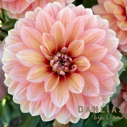 Dahlia Nicholas Svenskodlad