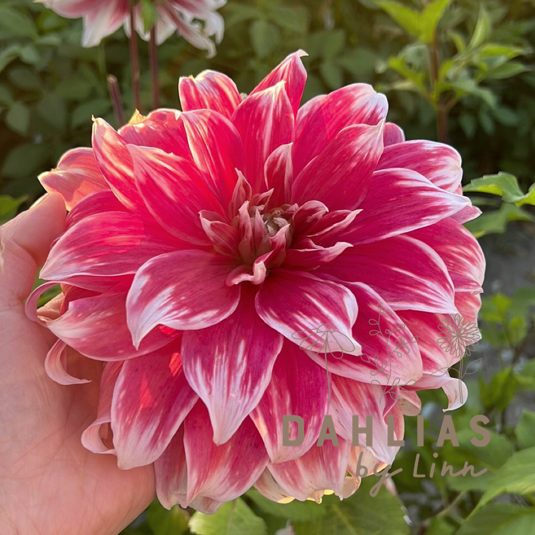 Dahlia Frost Nip