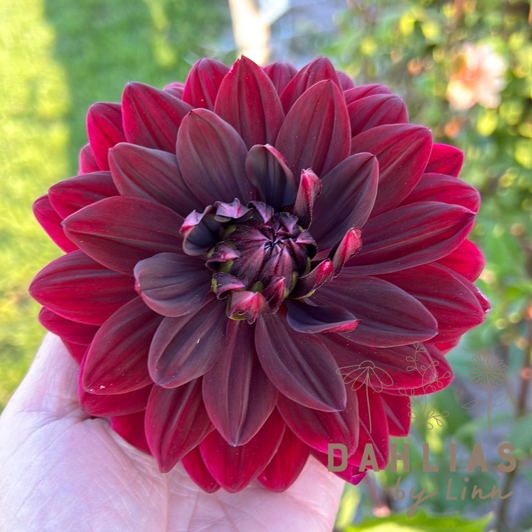 Dahlia Sam Hopkins