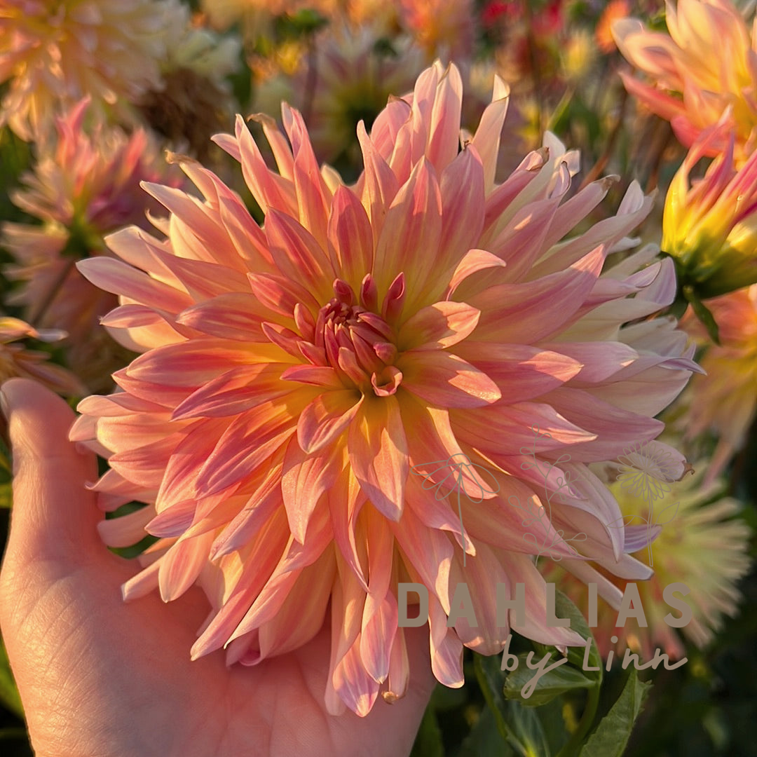 Dahlia Cabana Banana