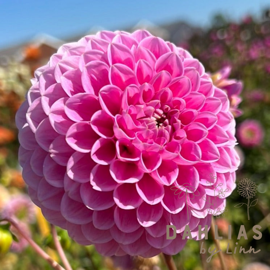 Dahlia Sweet Fabienne