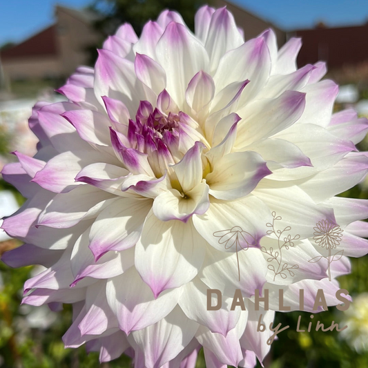 Dahlia Hapet Blue Eyes