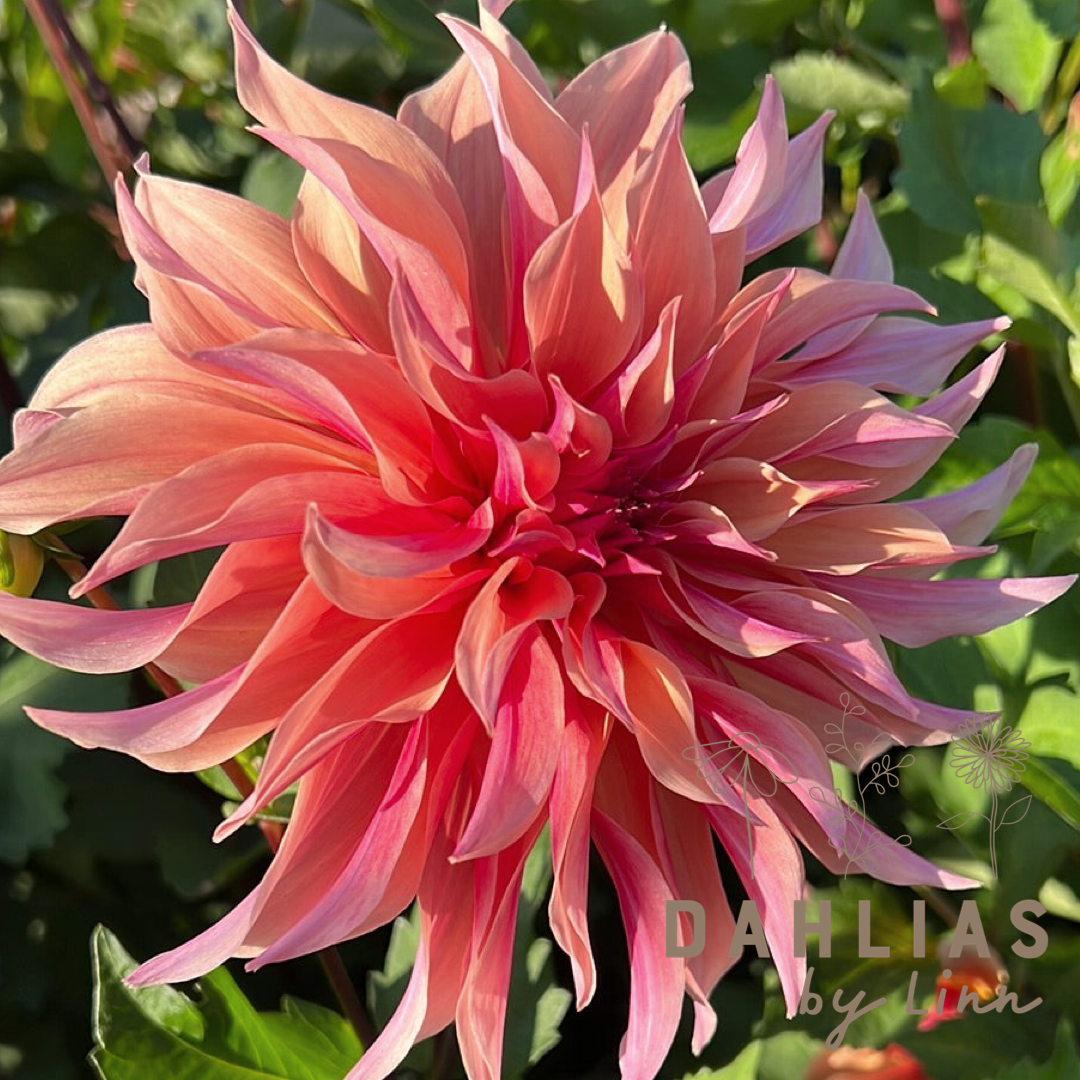 Dahlia Labyrinth
