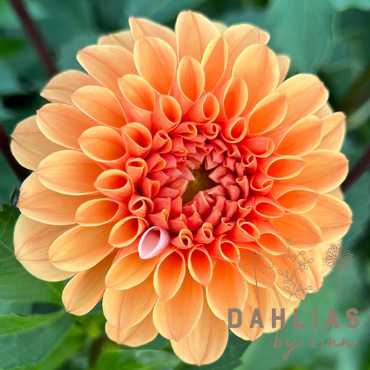 Dahlia Ralphie