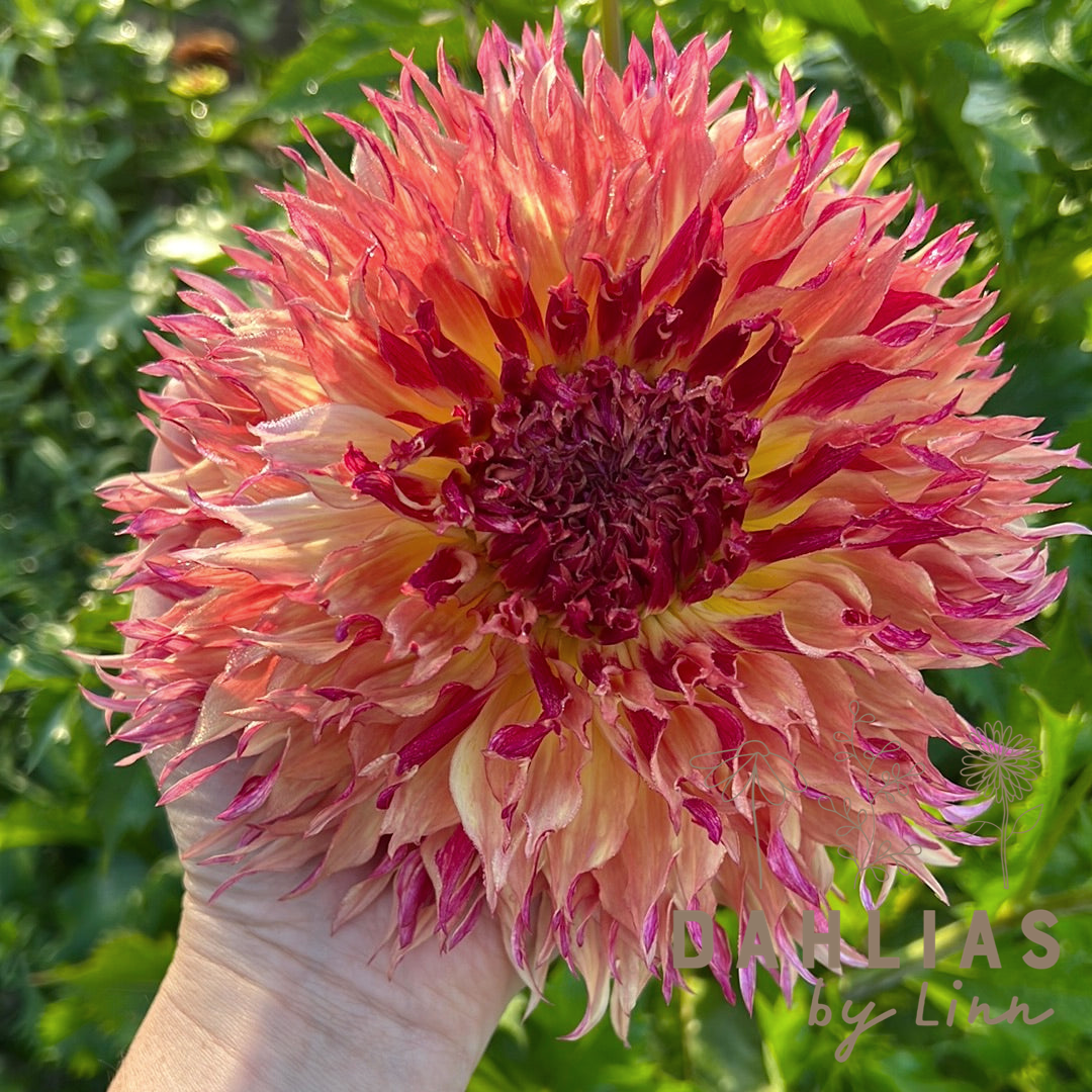 Dahlia Myrtle´s Folly Utgår!
