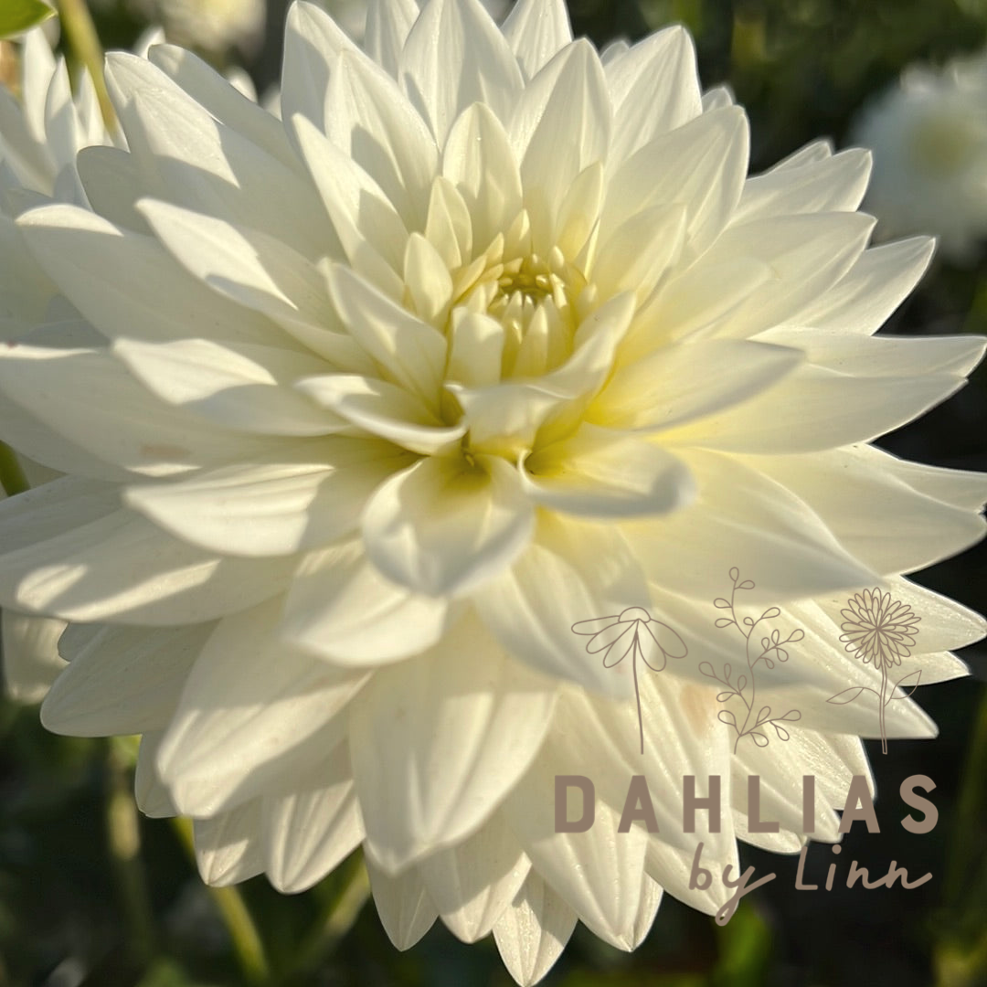 Dahlia Karma Maarten Zwaan