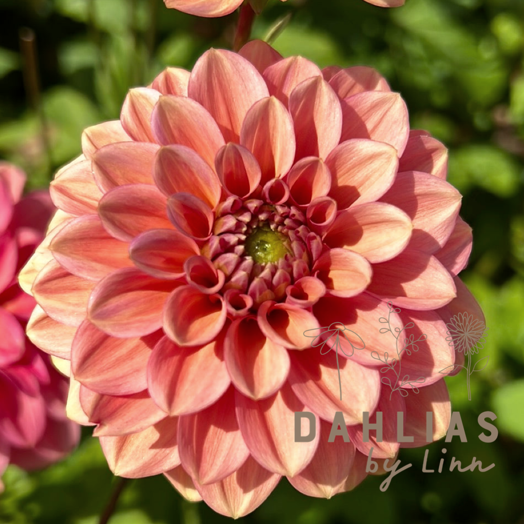 Dahlia Iced tea