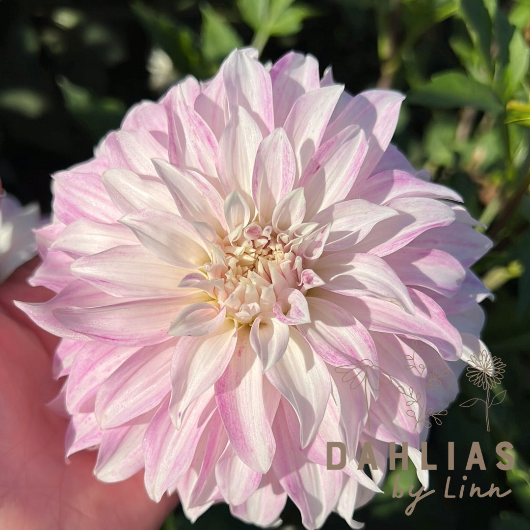 Dahlia Pink Petticoat