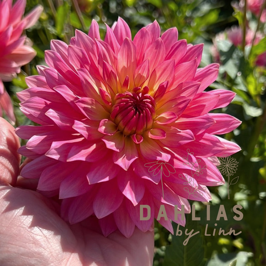 Dahlia Extase