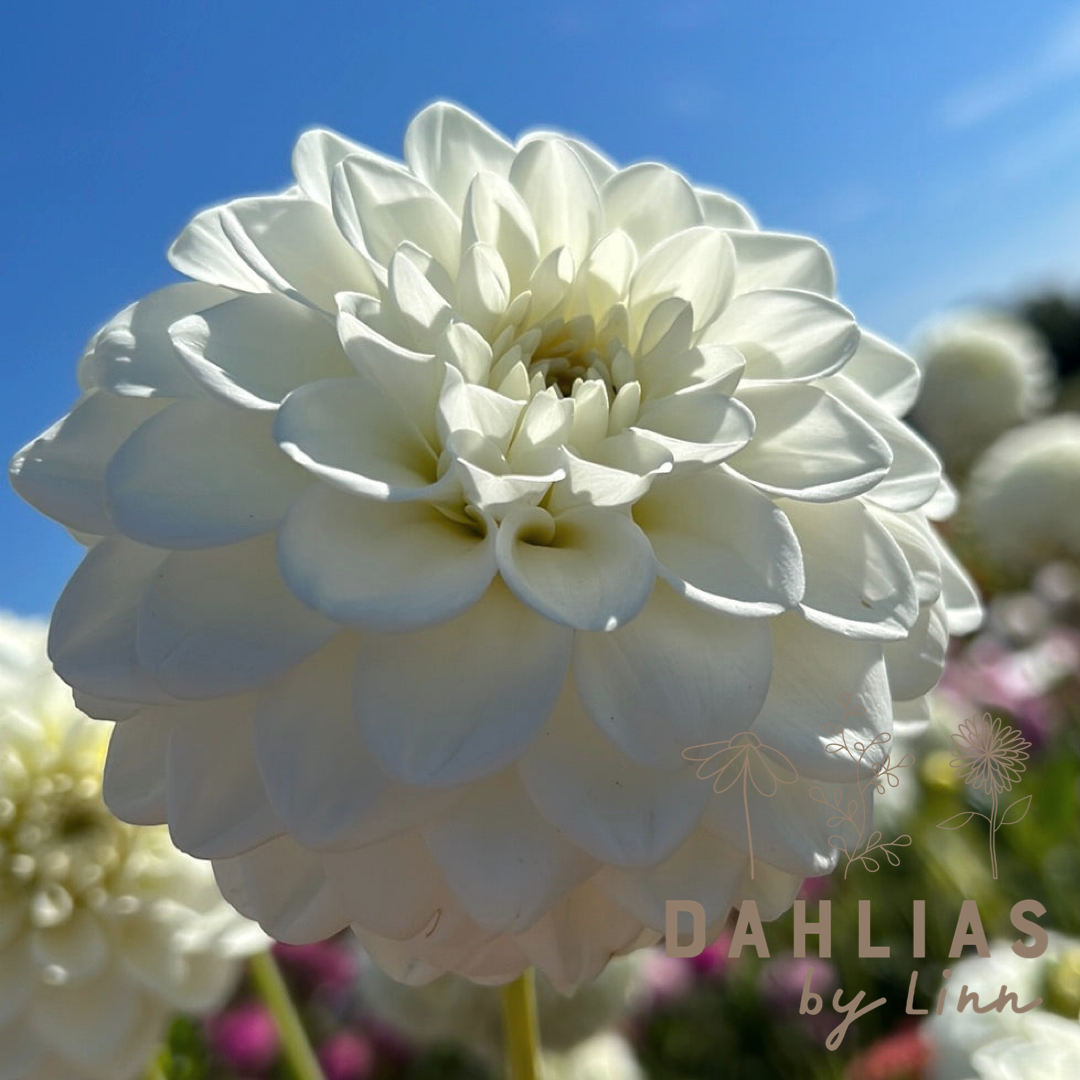 Dahlia Opportunity
