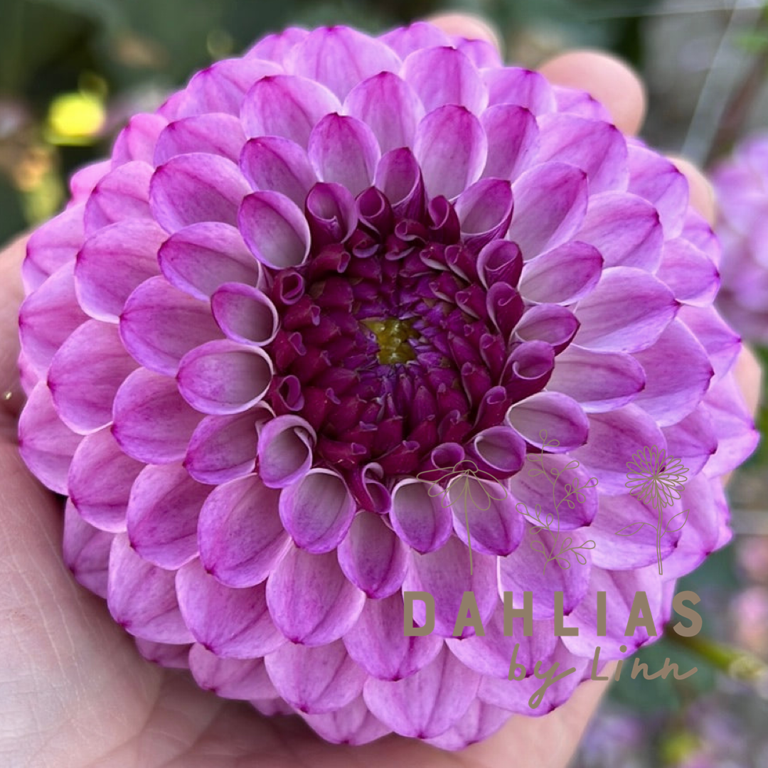 Dahlia Columbus