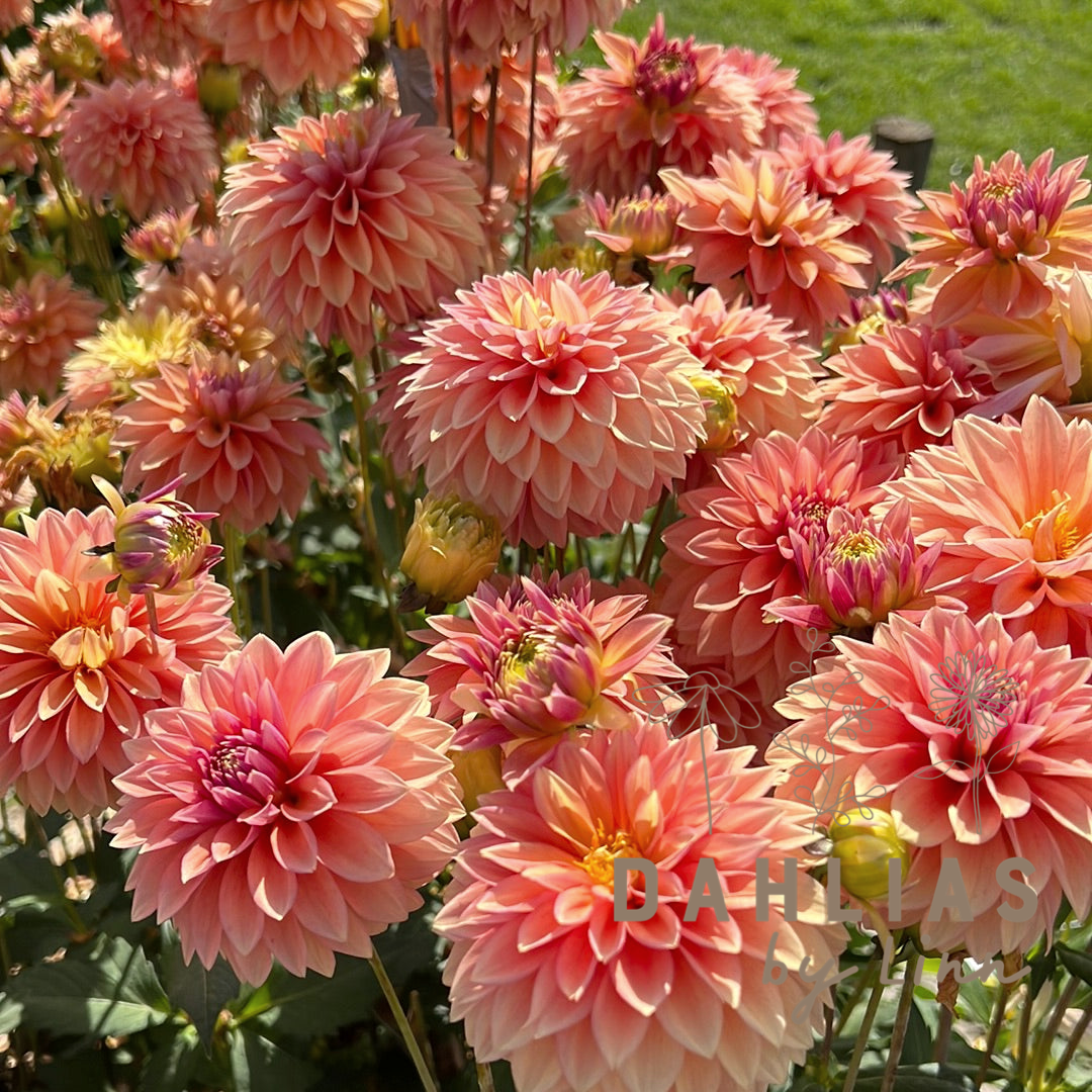 Dahlia Kick Off