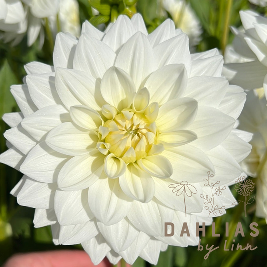 Dahlia White Swan