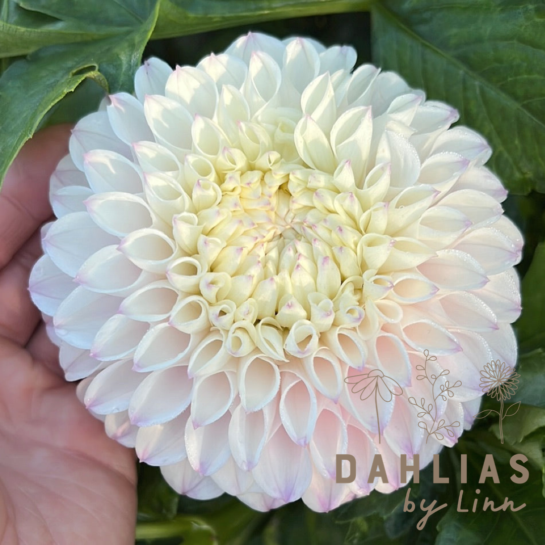 Dahlia Pink Pearl