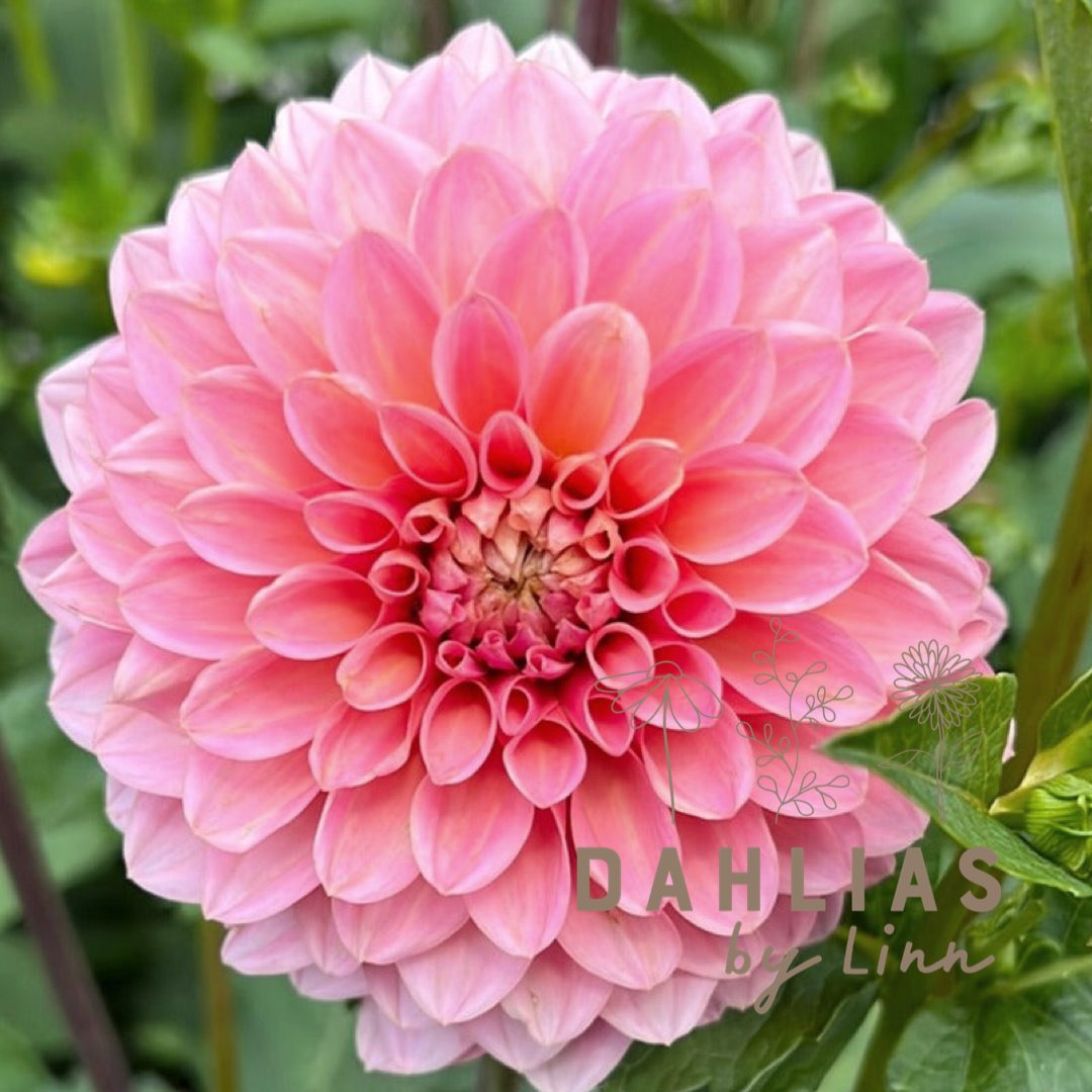 Dahlia Doris Duke Utgår!