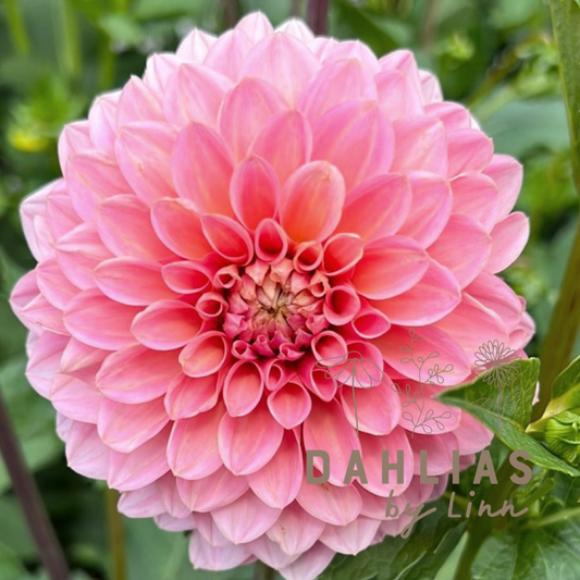 Dahlia Doris Duke